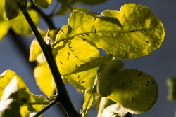 Asian citrus psyllids spread huanglongbing, aka HLB.