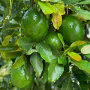 Avocados hanging from a tree