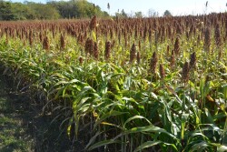 Sorghum field
