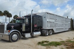 Cattle_Trailer