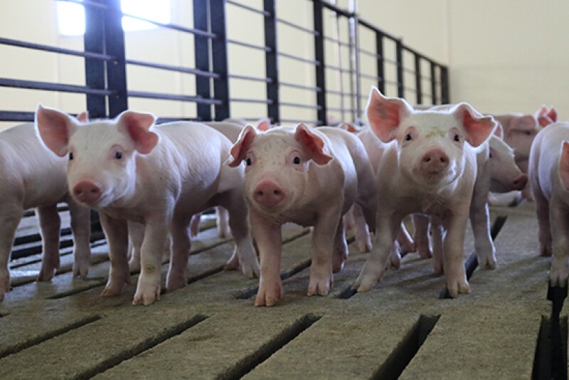 Pigs