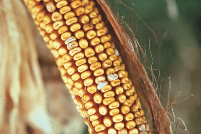 Fusarium