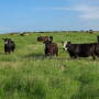 Cedar Vale Ranch