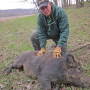 Wild pig presence is limited in Indiana—and Steve Backs, wildlife biologist with the Indiana Department of Natural Resources, wants to keep it that way.