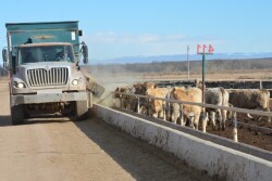 BT_Feedlot_Cattle_Truck