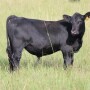 BT_Steer_Grass