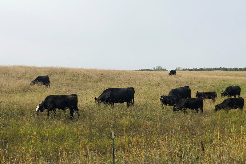 NDSU-10-cows-grazing.jpg