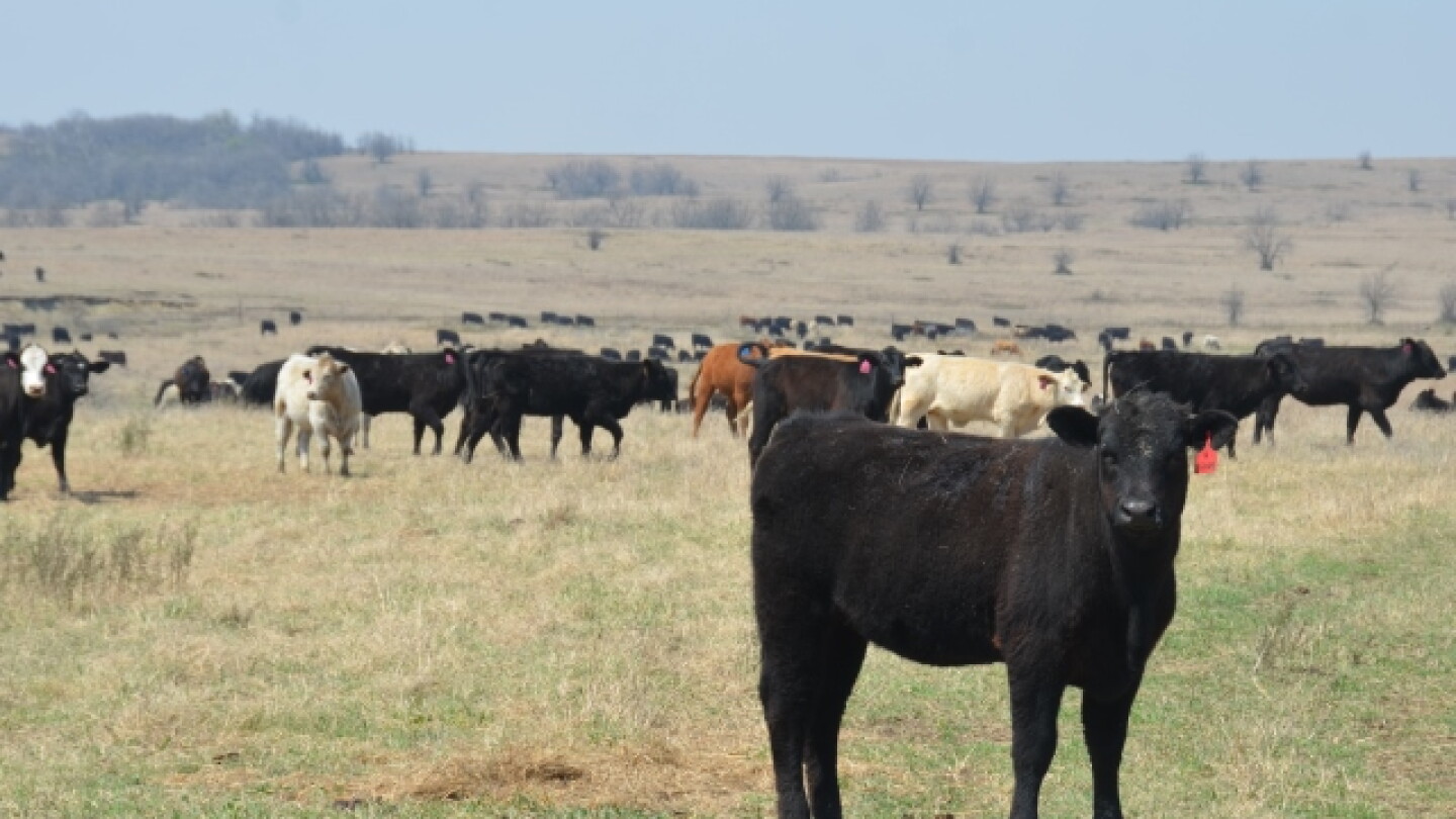 Feeder Cattle Prices Suffer Grain Rally - Drovers
