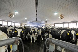 Dairy cows waiting to be milked. 