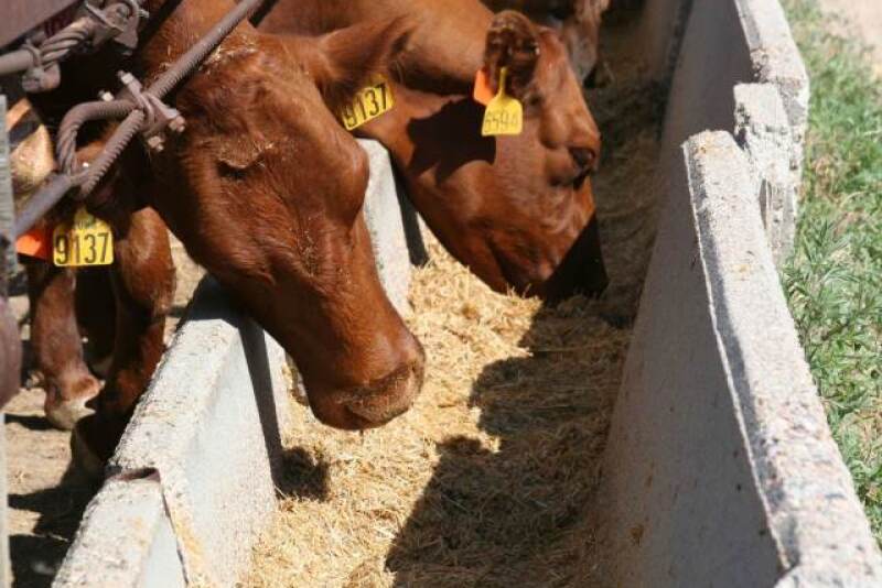 BT_Cows_Feedbunk