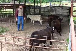 Naive calves effortlessly flow around the handler and up the chute because the BudBox makes our idea the animals’ idea.