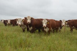 Merck partners with American Hereford Association