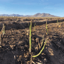 Five Crowns Marketing Inc. now is receiving asparagus from the Viveros Family Farm in Caborca, Mexico, says Daren
Van Dyke, director of marketing. “The quality looks fantastic,” he says.