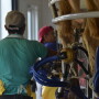 Dairy employees milking cows in a rotary parlor. 