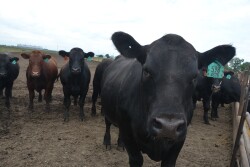 Court documents allege a South Dakota man involved in a multi-million dollar foreclosure case, sold the same cattle to as many as four different parties.