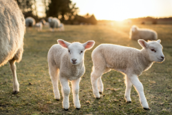 lamb pics MS State.png