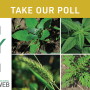 What weed to you love to hate the most?