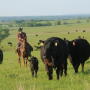 Some question OCM's support for ranchers.