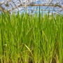 switchgrass