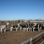 While pathogen exposure, environment and diet are similar, some of these cattle will contract BRD while others remain healthy, suggesting a genetic component to susceptibility or resistance.