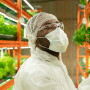 Man with white mask, hairnet, clear glasses and plastic lab coat stands in the middle of two rows of hydroponic lettuce and examines a lettuce sample. 