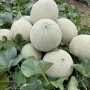 Melons from Sol Marketing