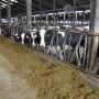 DT_Oregon_Dairy_Cows