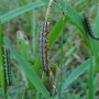 army_worms_1