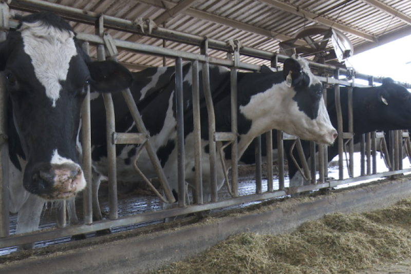 Even though livestock producers have come a long way in terms of animal care, there is still room for improvement. 