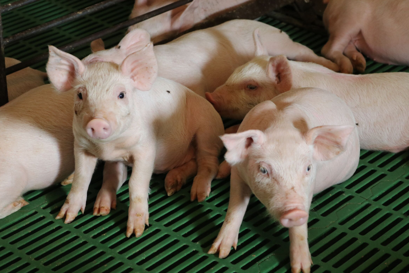 PigsonLeonSheetsFarm_NPB_0.png