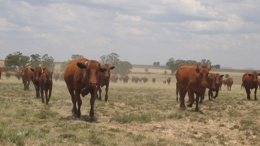 BT_Cattle_South_Africa_Drought