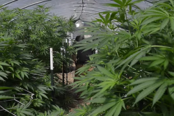 California voters will decide Nov. 8 whether to legalize marijuana for recreational use.