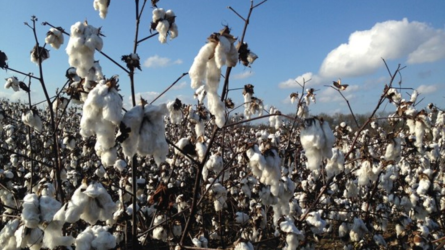 Hurricane Isaias adds uncertainty to the quality of the U.S. cotton crop