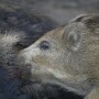 Wild pigs