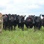 Beef cattle economic outlook, ongoing issues surrounding the transportation and cattle industry, and improving efficiency through feeding strategies and cattle comfort are among topics planned for 2022 Kansas State University Beef Stocker Field Day on Thursday, Sept. 29. 