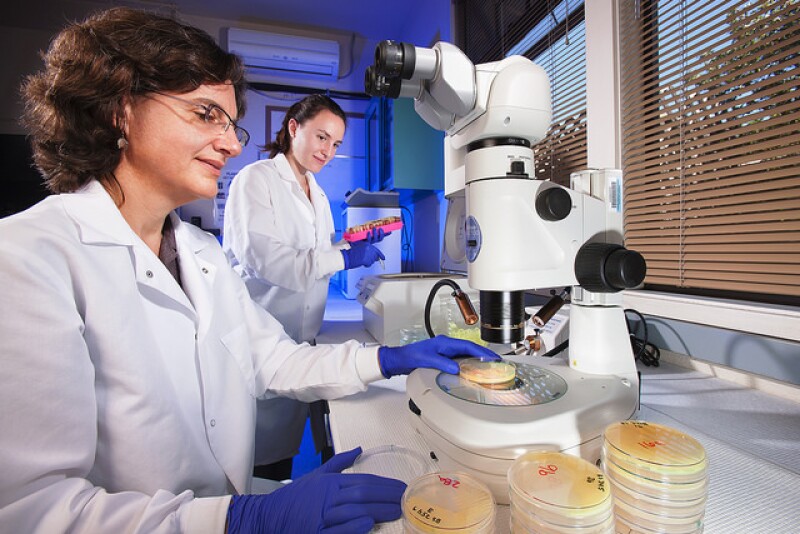 U.S. Department of Agriculture (USDA) Agricultural Research Service (ARS) scientists identifying bacterial pathogens in the lab. 