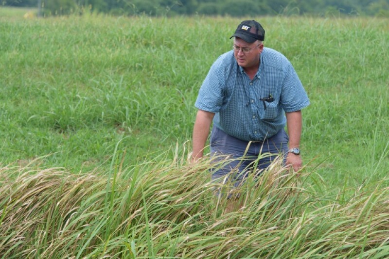 Cogongrass