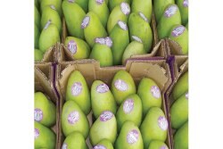 Honey/ataulfo mangoes, as well as kents and keitts, have seen significantly more demand in the past few years, says Gilmar Mello, managing partner of Amazon Produce Network, as retailers want more fiberless varieties.