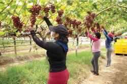 Workers harvest Sweet Celebration table grapes in Peru for Awe Sum Organics.