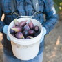 Fig harvest