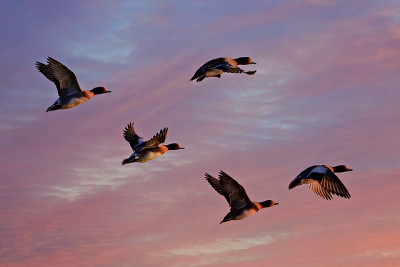 eurasian-wigeon(1).jpg