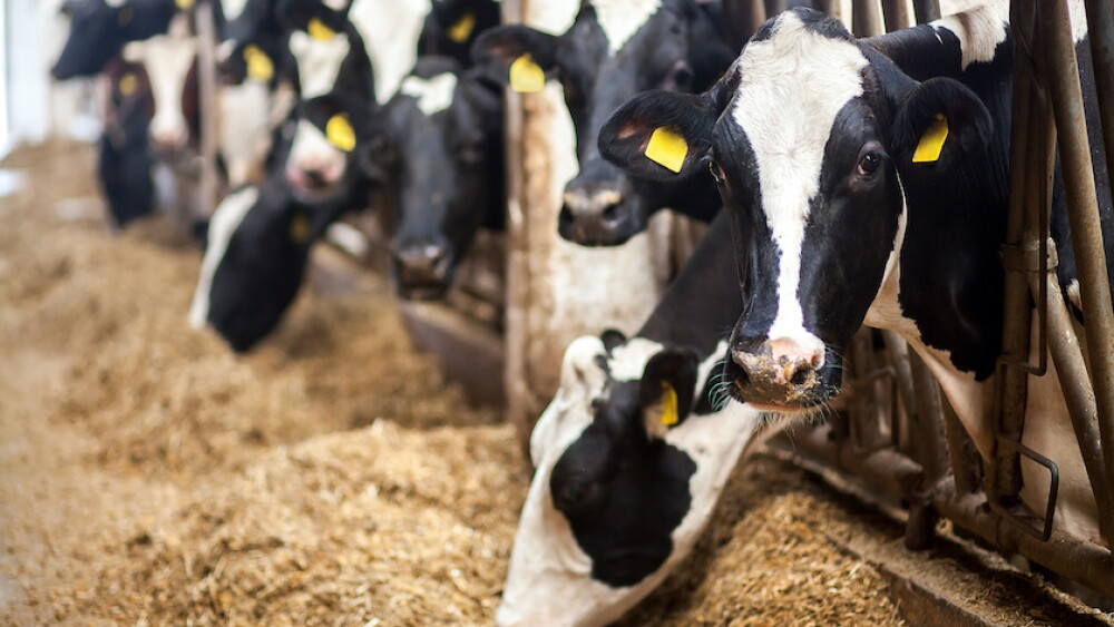 Dairy Cows TMR Feedbunk_Adobe Stock