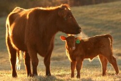 The technology is available for use at various production stages in beef and dairy.