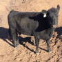 A cow stands over her calf, killed in the fire at the Grigsbys’ ranch.