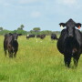 BT_Florida_Cow_Calf