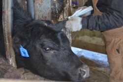 BT_Implant_Cattle
