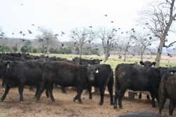 Fly control is a key component in preventing spread of the virus.