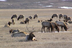 Elk herd in Yellowstone