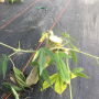 Sheared-off stems are all that remain of a 50 plant hemp crop that was stolen from a Vermont farm.