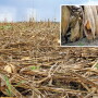 To recover 200 acres flattened by an overnight storm, Scott Flowers ordered a corn reel to harvest the unbroken but uprooted stalks.